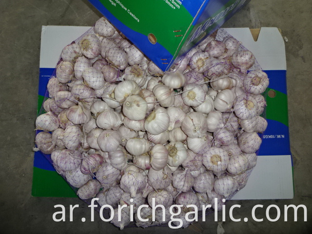 Fresh Normal White Garlic